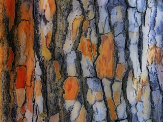 Обои дерево, текстура, кора, tree, texture, bark разрешение 2048x1371 Загрузить