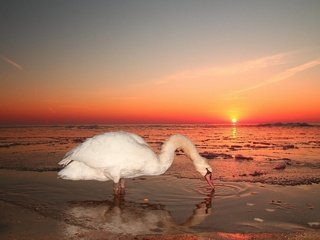 Обои закат, море, птица, лебедь, sunset, sea, bird, swan разрешение 1920x1200 Загрузить