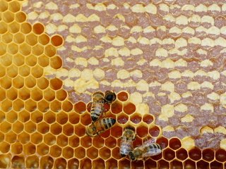Обои насекомые, соты, пчелы, мед, insects, cell, bees, honey разрешение 2560x1666 Загрузить