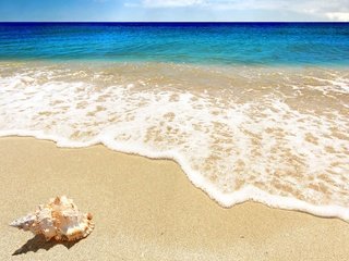 Обои природа, берег, море, пляж, ракушка, nature, shore, sea, beach, shell разрешение 1920x1200 Загрузить