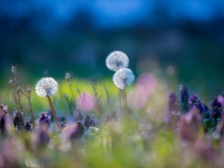 Обои цветы, трава, природа, макро, луг, одуванчики, flowers, grass, nature, macro, meadow, dandelions разрешение 2048x1365 Загрузить