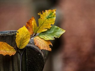 Обои ветка, природа, листья, разноцветные, осень, branch, nature, leaves, colorful, autumn разрешение 2590x1705 Загрузить