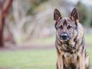 Обои фон, взгляд, собака, ошейник, немецкая овчарка, background, look, dog, collar, german shepherd разрешение 1920x1200 Загрузить