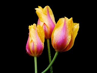 Обои цветы, вода, природа, роса, капли, весна, тюльпаны, flowers, water, nature, rosa, drops, spring, tulips разрешение 1920x1200 Загрузить