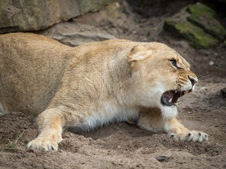 Обои кошка, оскал, пасть, львица, cat, grin, mouth, lioness разрешение 5184x3456 Загрузить