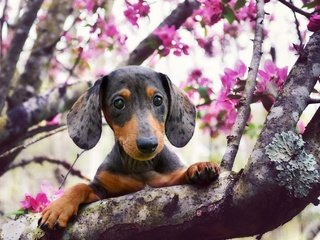 Обои взгляд, собака, весна, такса, цветущее дерево, look, dog, spring, dachshund, flowering tree разрешение 2048x1383 Загрузить