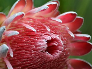 Обои природа, цветок, лепестки, королевская протея, nature, flower, petals, the king protea разрешение 2048x1365 Загрузить