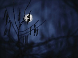 Обои ночь, ветка, луна, силуэт, темнота, сумерки, сережки, night, branch, the moon, silhouette, darkness, twilight, earrings разрешение 3000x2000 Загрузить