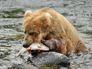 Обои река, медведь, камень, рыба, бурый медведь, в воде, river, bear, stone, fish, brown bear, in the water разрешение 2560x1600 Загрузить