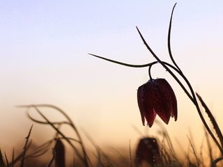 Обои природа, цветок, капли, рябчик шахматный, nature, flower, drops, grouse chess разрешение 2560x1704 Загрузить