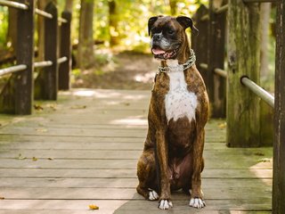 Обои мост, собака, ошейник, боксер, bridge, dog, collar, boxer разрешение 4734x2676 Загрузить