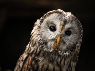 Обои глаза, сова, птицы, клюв, eyes, owl, birds, beak разрешение 2048x1325 Загрузить