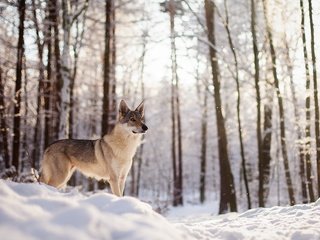 Обои снег, зима, собака, волк, лайка, aleksandra kielreuter, wolfshund, snow, winter, dog, wolf, laika разрешение 1920x1200 Загрузить