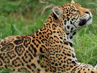 Обои трава, хищник, профиль, ягуар, отдых, дикая кошка, grass, predator, profile, jaguar, stay, wild cat разрешение 1920x1200 Загрузить