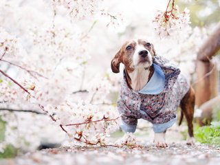 Обои взгляд, собака, весна, друг, look, dog, spring, each разрешение 2560x1600 Загрузить