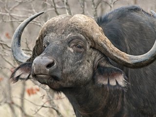 Обои природа, рога, африканский, буйвол, nature, horns, african, buffalo разрешение 2048x1224 Загрузить