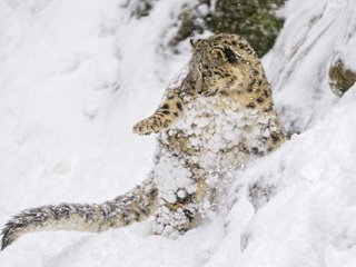 Обои снежный леопард, снег, котенок, хищник, снежный барс, ирбис, барс, дикая кошка, детеныш, snow, kitty, predator, snow leopard, irbis, bars, wild cat, cub разрешение 2048x1363 Загрузить