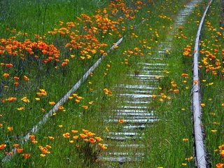 Обои цветы, трава, железная дорога, рельсы, природа, лето, маки, flowers, grass, railroad, rails, nature, summer, maki разрешение 1920x1200 Загрузить