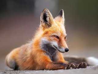 Обои фон, мордочка, лапы, взгляд, лиса, лисица, лапки, background, muzzle, paws, look, fox, legs разрешение 1920x1280 Загрузить