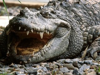 Обои зубы, крокодил, пасть, аллигатор, teeth, crocodile, mouth, alligator разрешение 1920x1440 Загрузить