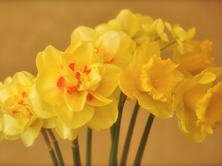Обои цветы, лепестки, весна, букет, желтые, нарцисы, flowers, petals, spring, bouquet, yellow, the narciso разрешение 2048x1151 Загрузить