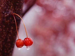 Обои вода, капли, черешня, ягоды, вишня, water, drops, cherry, berries разрешение 2048x1366 Загрузить