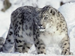 Обои хищник, снежный барс, ирбис, снежный леопард, predator, snow leopard, irbis разрешение 1920x1200 Загрузить