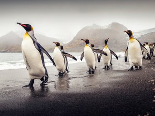 Обои пляж, птицы, пингвины, южная георгия, королевские пингвины, beach, birds, penguins, south georgia, royal penguins разрешение 2048x1303 Загрузить