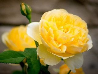 Обои цветы, макро, роза, лепестки, бутон, жёлтая, flowers, macro, rose, petals, bud, yellow разрешение 1920x1200 Загрузить