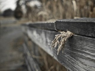 Обои трава, макро, забор, сухая, деревянный, grass, macro, the fence, dry, wooden разрешение 2560x1600 Загрузить