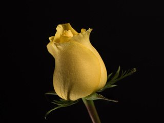 Обои цветок, роза, бутон, жёлтая, цветком, flower, rose, bud, yellow разрешение 2048x1369 Загрузить