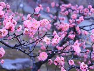 Обои цветы, вода, капли, япония, киото, весна, императорский сад, flowers, water, drops, japan, kyoto, spring, imperial garden разрешение 2048x1365 Загрузить