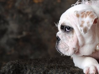 Обои собака, бусы, жемчуг, бульдог, английский бульдог, dog, beads, pearl, bulldog, english bulldog разрешение 1920x1200 Загрузить