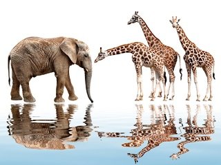 Обои отражение, животные, слон, белый фон, жираф, reflection, animals, elephant, white background, giraffe разрешение 1920x1417 Загрузить