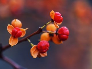 Обои ветка, природа, макро, осень, шиповник, ягоды, rose hip, branch, nature, macro, autumn, briar, berries разрешение 2048x1152 Загрузить