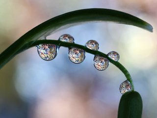 Обои природа, макро, капли, лист, растение, стебель, nature, macro, drops, sheet, plant, stem разрешение 2048x1225 Загрузить