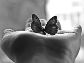 Обои бабочка, черно-белая, фотография, ладонь, м, butterfly, black and white, photo, palm, m разрешение 2560x1600 Загрузить