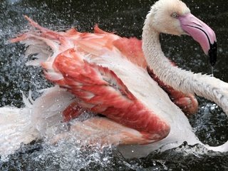 Обои вода, перья, капли, фламинго, цвет, брызги, птица, клюв, розовый, water, feathers, drops, flamingo, color, squirt, bird, beak, pink разрешение 1920x1080 Загрузить