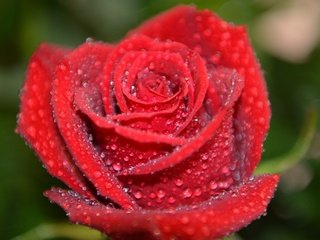 Обои вода, цветок, роса, капли, роза, лепестки, красная, water, flower, rosa, drops, rose, petals, red разрешение 2048x1356 Загрузить