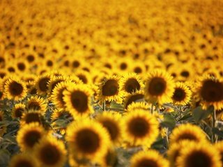 Обои цветы, поле, лето, подсолнухи, желтые, flowers, field, summer, sunflowers, yellow разрешение 2048x1361 Загрузить
