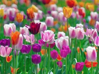 Обои цветы, разноцветные, весна, тюльпаны, разные, flowers, colorful, spring, tulips, different разрешение 2048x1361 Загрузить