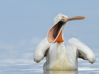 Обои вода, природа, птица, клюв, пеликан, water, nature, bird, beak, pelican разрешение 1920x1200 Загрузить