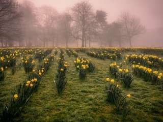 Обои цветы, природа, утро, нарцисы, flowers, nature, morning, the narciso разрешение 2560x1707 Загрузить