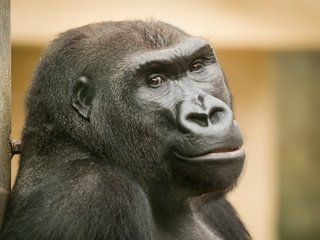 Обои взгляд, обезьяна, зоопарк, горилла, arjan haverkamp, look, monkey, zoo, gorilla разрешение 2880x1920 Загрузить