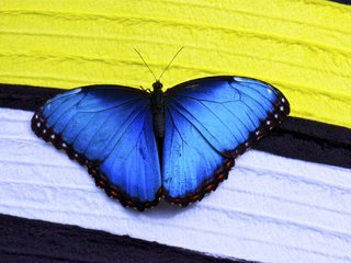 Обои макро, насекомое, бабочка, крылья, синие, морфо, macro, insect, butterfly, wings, blue, morpho разрешение 2048x1360 Загрузить