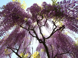 Обои цветы, дерево, цветение, глициния, лиловые, вистерия, flowers, tree, flowering, wisteria, purple разрешение 2048x1365 Загрузить