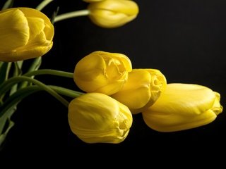 Обои цветы, бутоны, черный фон, тюльпаны, желтые, flowers, buds, black background, tulips, yellow разрешение 4000x2630 Загрузить