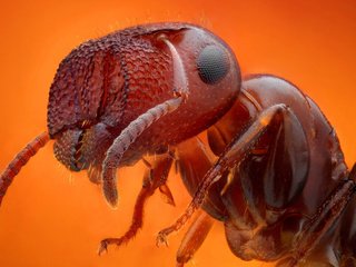 Обои макро, насекомое, фон, муравей, муровей, macro, insect, background, ant, moores разрешение 3000x2000 Загрузить