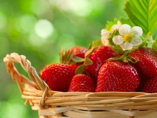 Обои цветы, листья, клубника, ягоды, корзинка, flowers, leaves, strawberry, berries, basket разрешение 1920x1274 Загрузить