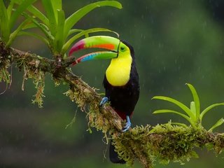 Обои ветка, птица, тукан, клюв, дождь, джунгли, радужный, branch, bird, toucan, beak, rain, jungle, rainbow разрешение 2048x1365 Загрузить